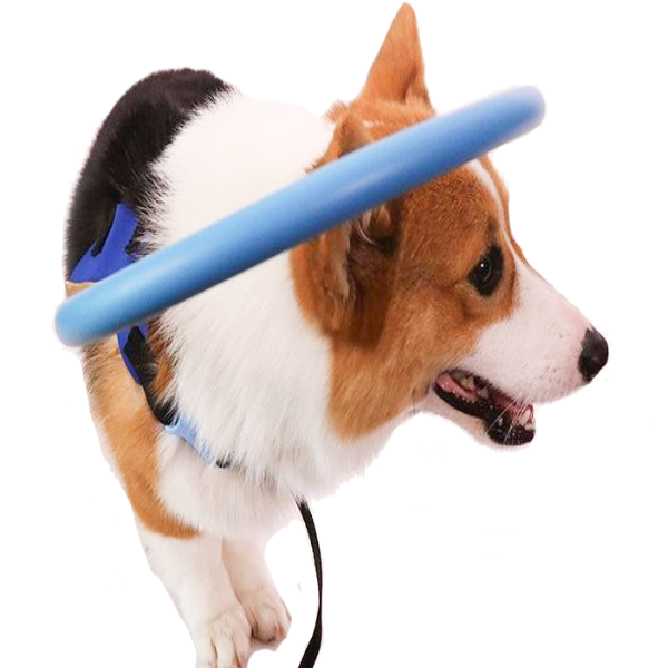 Blind Dog Halo Harness with Protective Bumper Ring and Adjustable Straps - Image 1