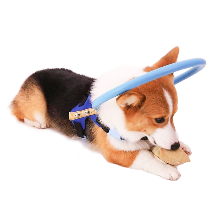 Blind Dog Halo Harness with Protective Bumper Ring and Adjustable Straps - Image 2
