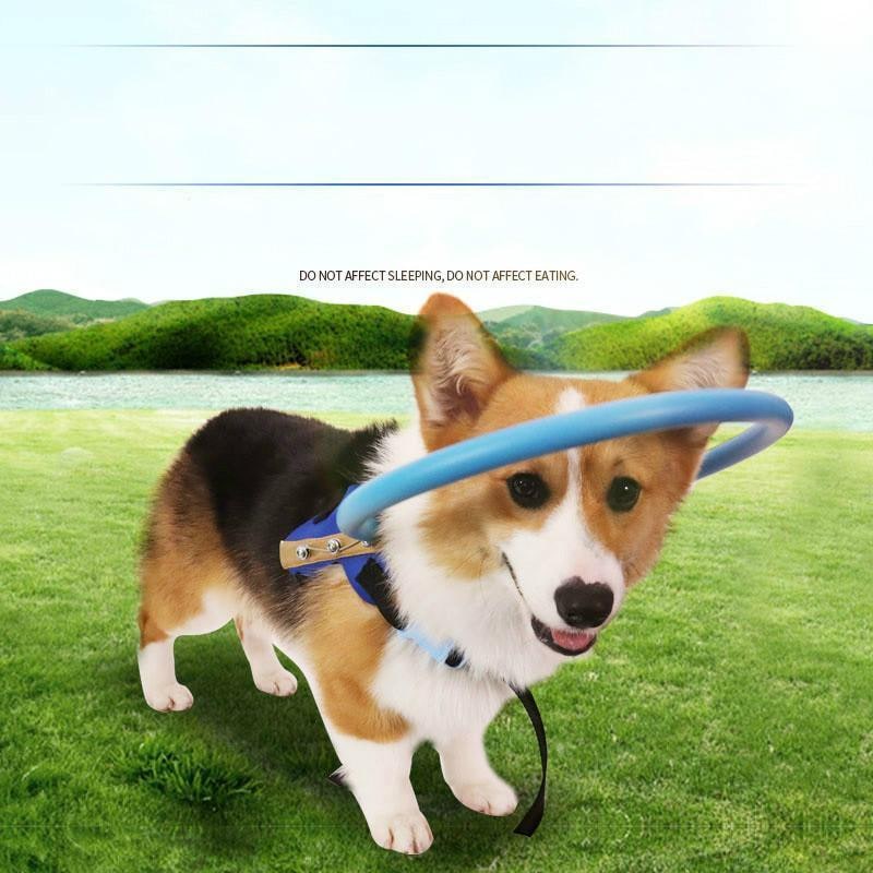 Blind Dog Halo Harness with Protective Bumper Ring and Adjustable Straps - Image 3