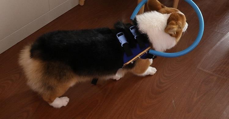 Blind Dog Halo Harness with Protective Bumper Ring and Adjustable Straps - Image 5