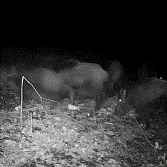 Cell Trail Camera with Night Vision Waterproof Camouflage Housing and Fast Trigger Speed - Image 4
