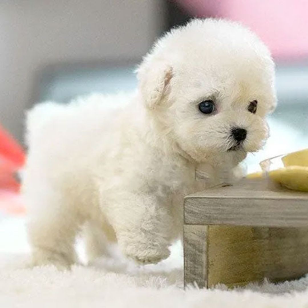Realistic Plush Robot Dog Toy with Interactive Walking and Sound Responses - Image 4
