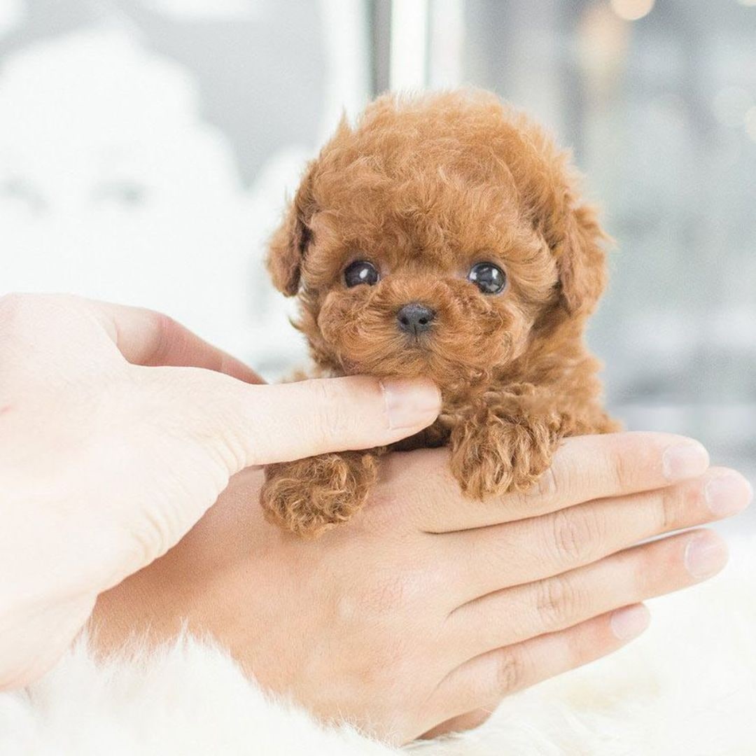 Realistic Plush Robot Dog Toy with Interactive Walking and Sound Responses - Image 5